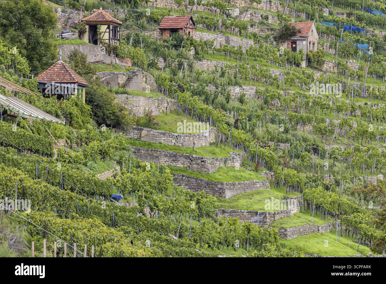Vigneti terrazzati del vigneto di Zuckerberg. E' qui che matura il Cannstatter Zuckerle. Cottage di vigneti sulle ripide pendici dei vigneti Foto Stock