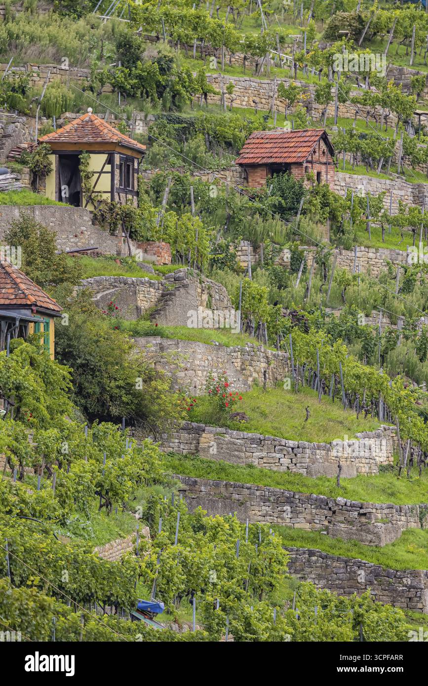 Vigneti terrazzati del vigneto di Zuckerberg. E' qui che matura il Cannstatter Zuckerle. Cottage di vigneti sulle ripide pendici dei vigneti Foto Stock