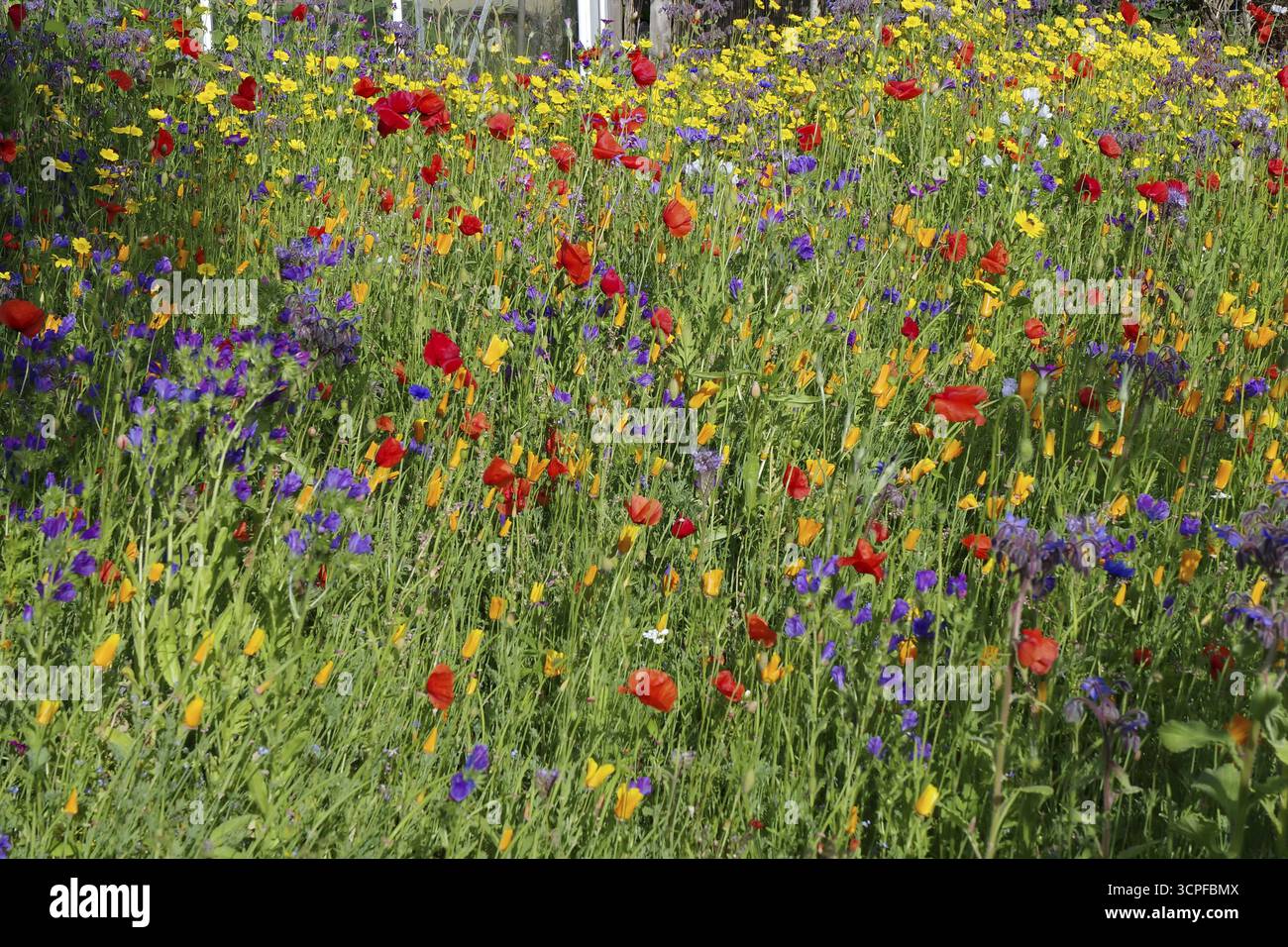 Vivace prato floreale con una miscela di fiori rossi, gialli e viola, Aberdeenshire, Scozia, Gran Bretagna Foto Stock