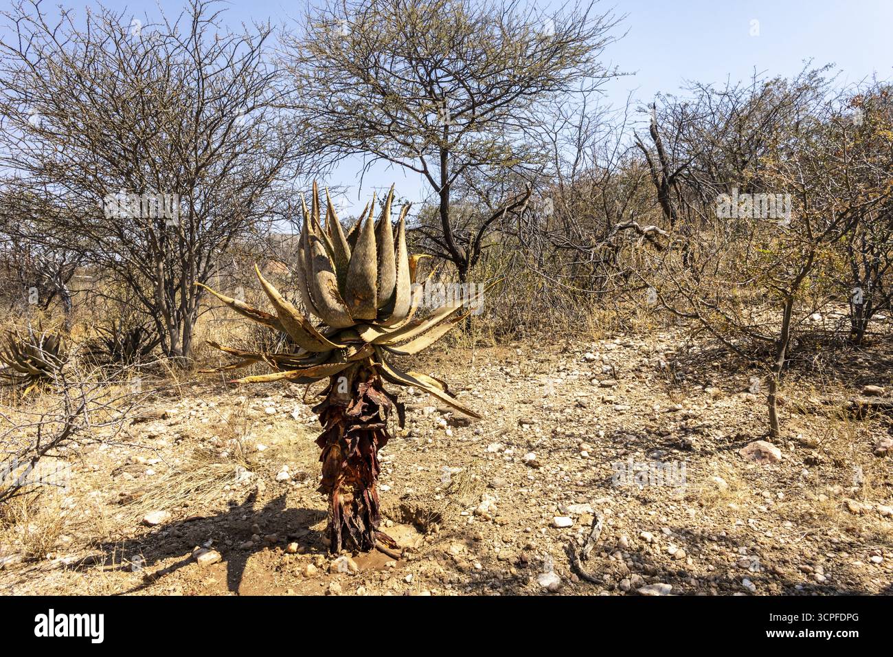 Un sentiero in pietra si snoda tra boschi secchi e cespugli presso il Giardino Botanico Nazionale, Windhoek, Namibia, con cartelli interpretativi lungo il sentiero e il dis Foto Stock