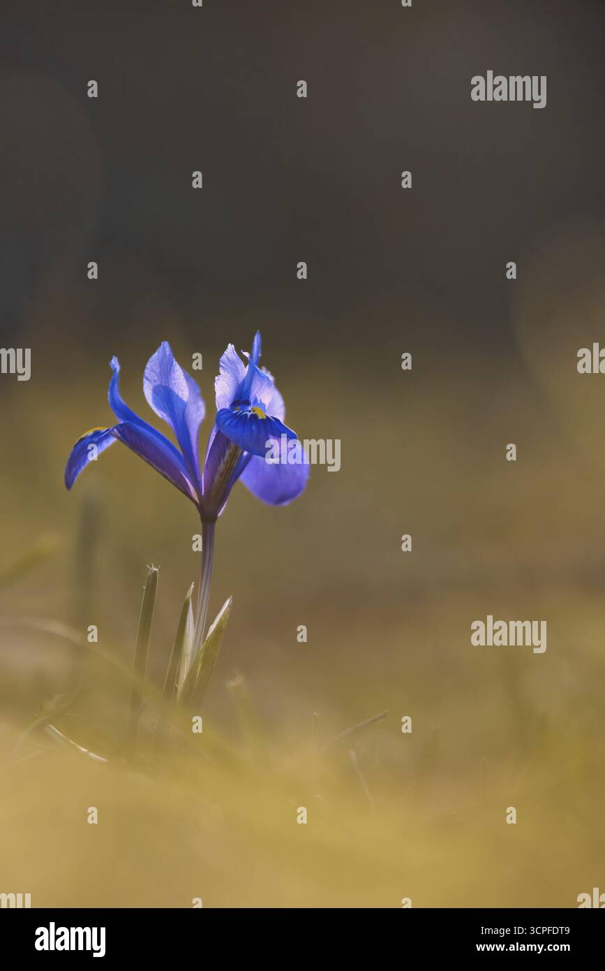 Iris reticolato (Iris reticulata), Renania-Palatinato, Germania Foto Stock