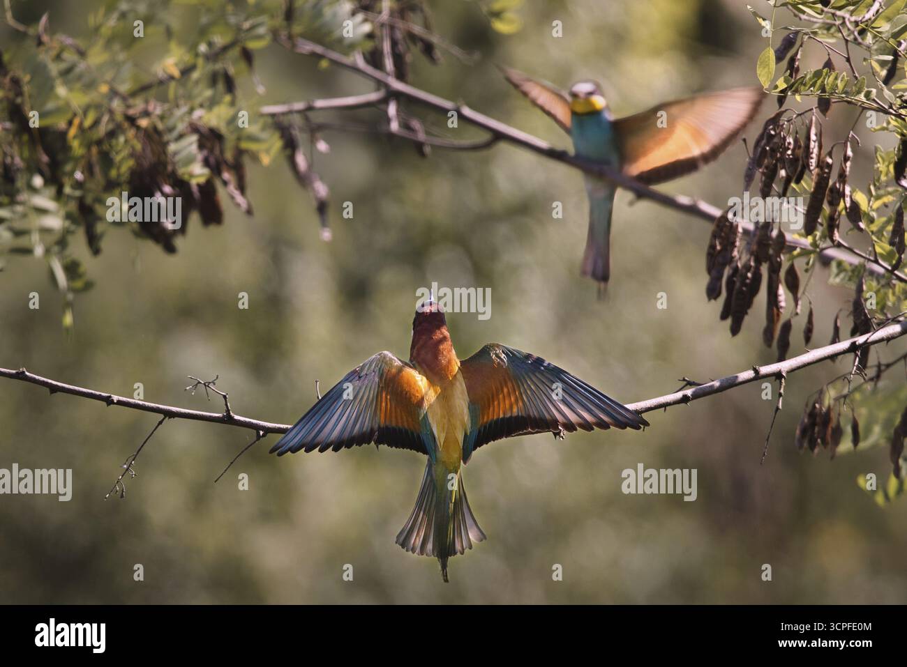 Due apicoltori (Merops apiaster) seduti su un ramo con ali allungate, Renania-Palatinato, Germania Foto Stock