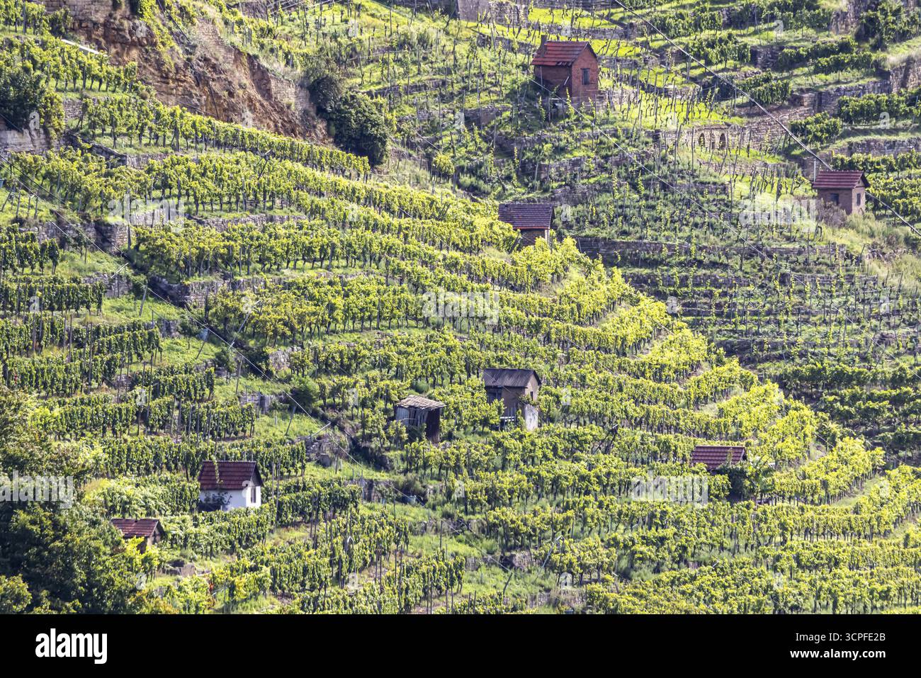 Vigneti terrazzati del vigneto di Zuckerberg. E' qui che matura il Cannstatter Zuckerle. Cottage di vigneti sulle ripide pendici dei vigneti Foto Stock