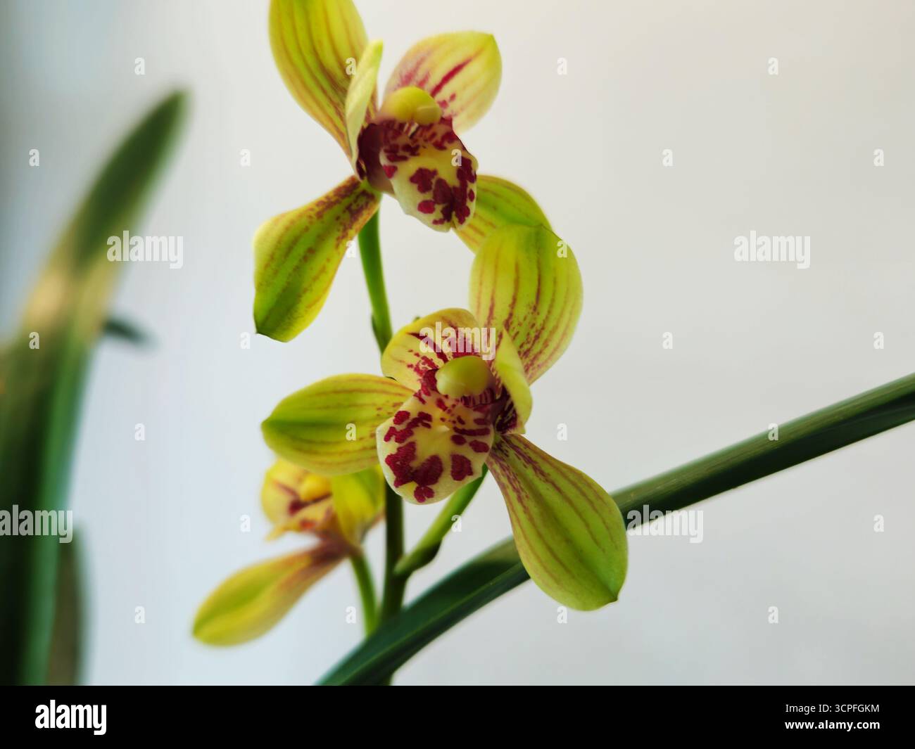Cymbidium Orchid Bloom con petali maculati su sfondo minimale Foto Stock
