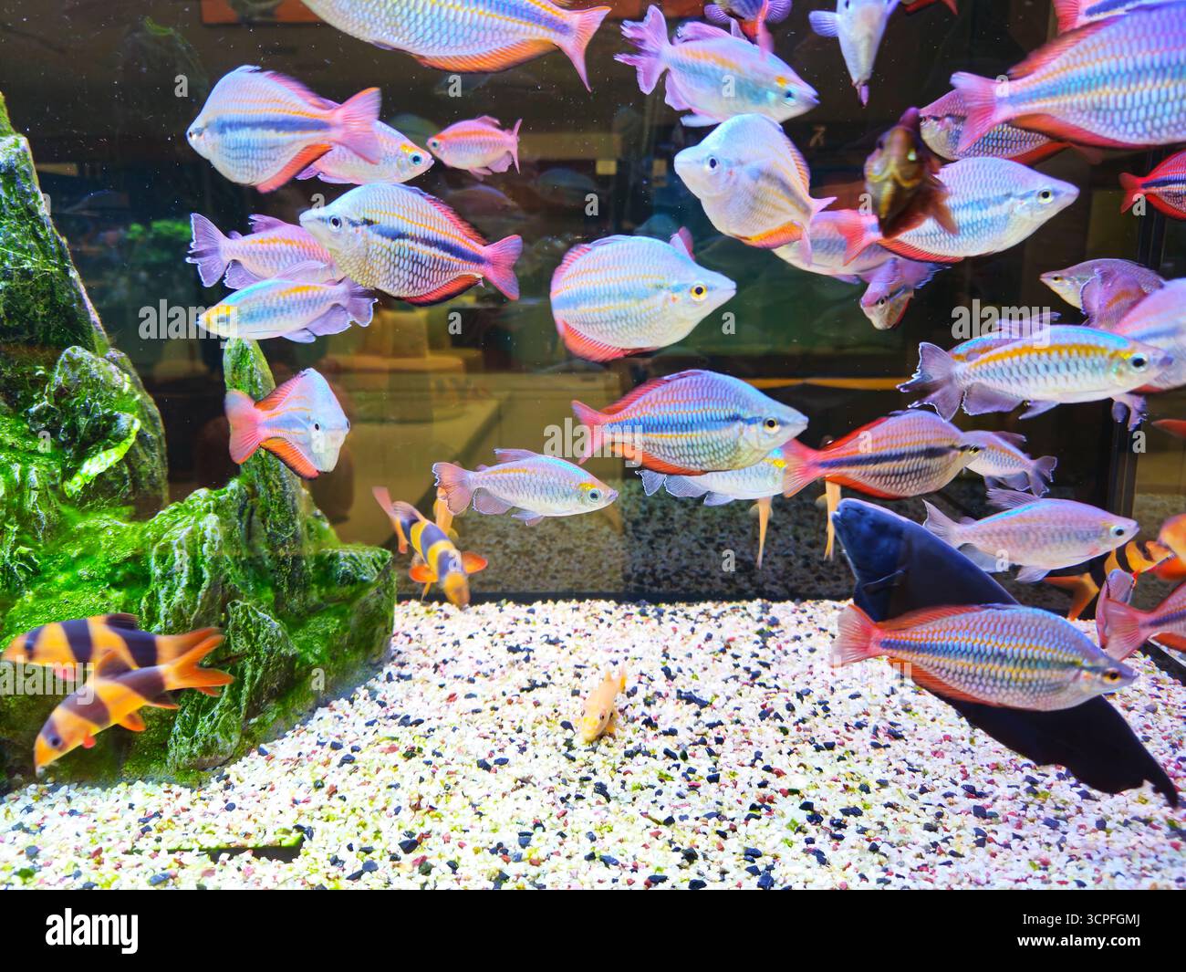 Boesemani Rainbowfish e Black Ghost Knifefish in un vivace acquario comunitario Foto Stock