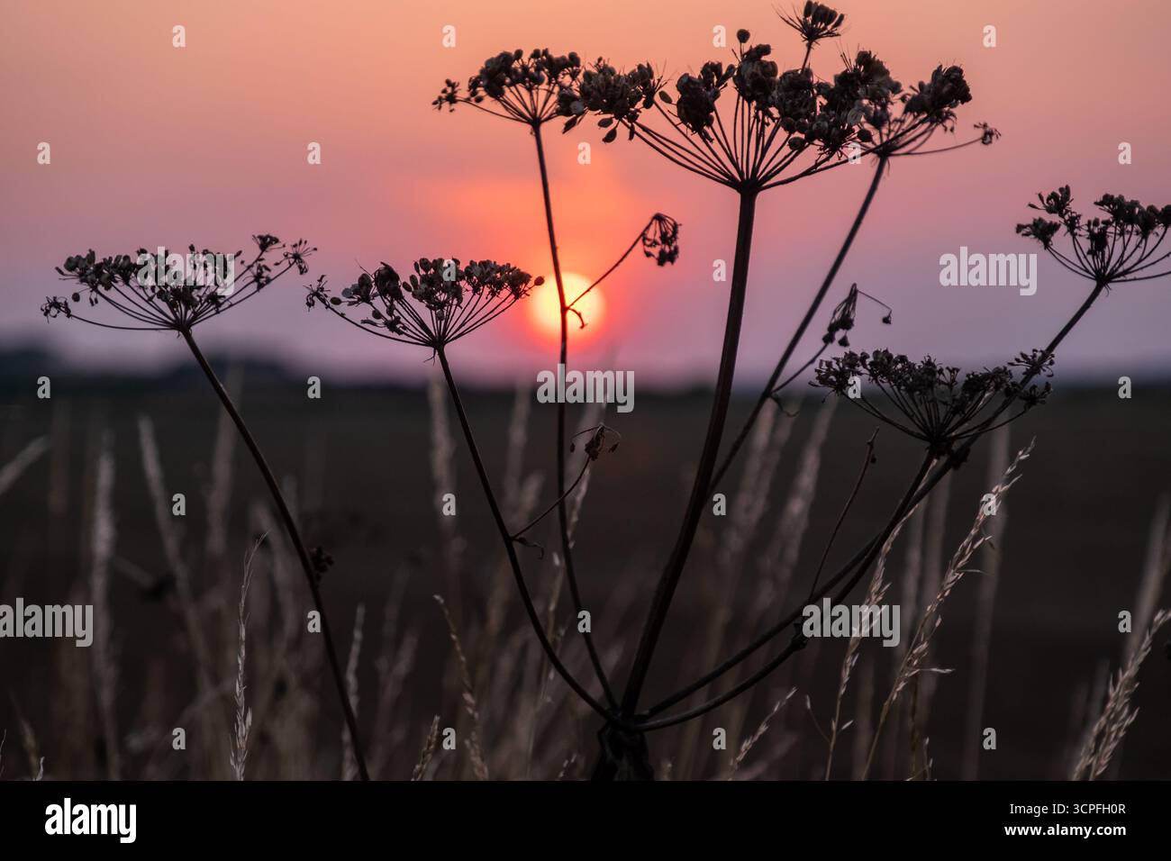 Silhouette di piante selvatiche contro l'alba in un paesaggio rurale Foto Stock