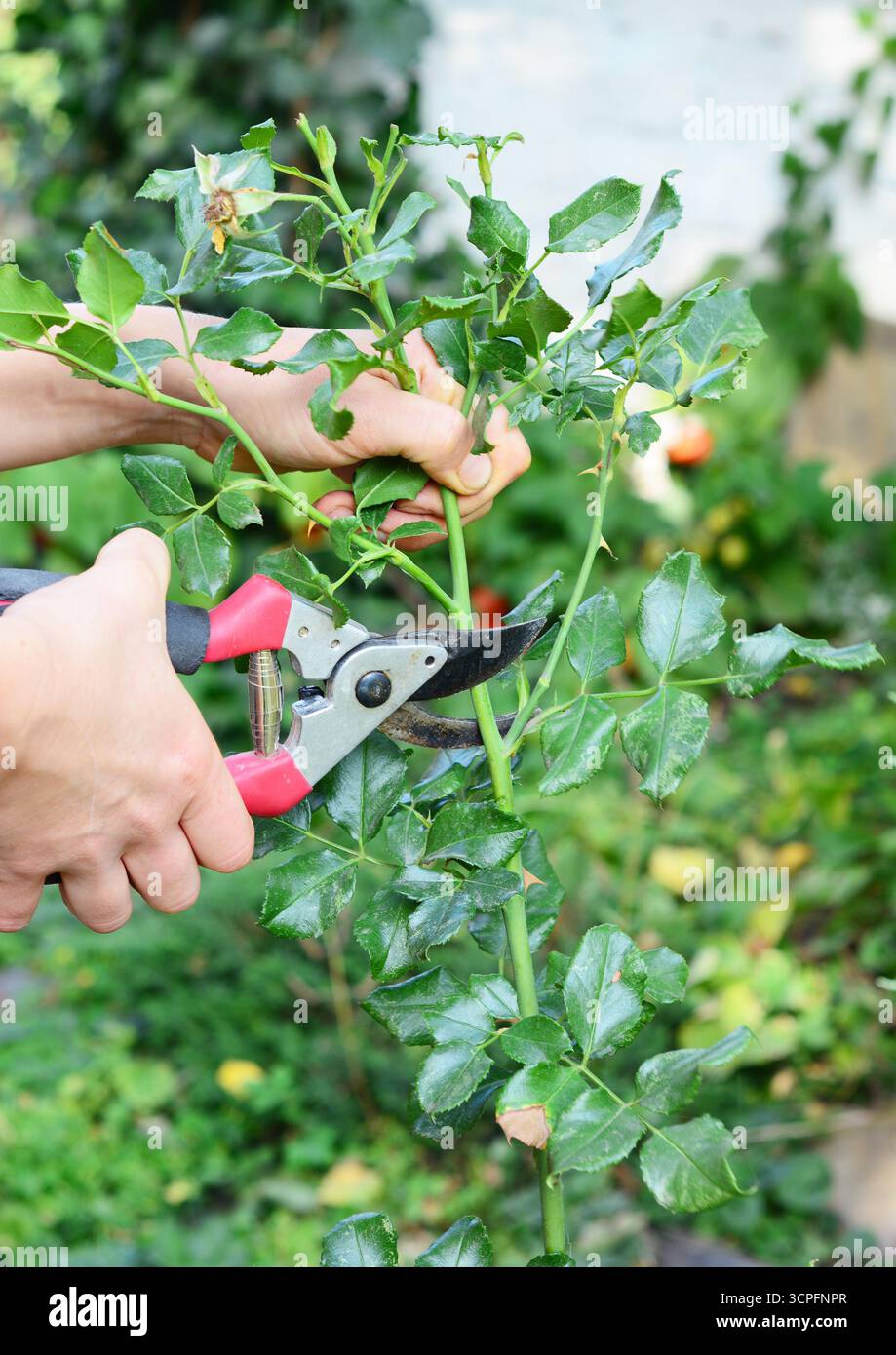 Come fare Deadhead Roses. Giardinaggio rose mortali cespuglio Foto Stock