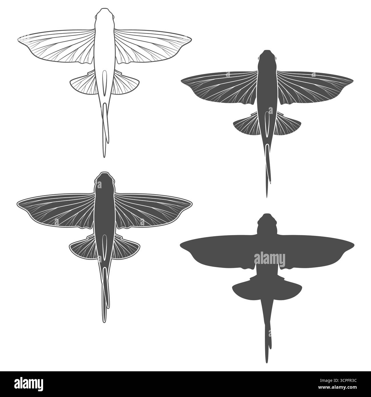 Set di illustrazioni di pesci volanti in bianco e nero. Oggetto vettoriale isolato su sfondo bianco. Illustrazione Vettoriale