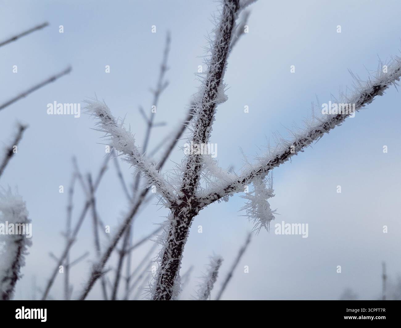 Primo piano di un ramo d'albero ricoperto di sottili aghi invernali per la brina. Texture naturale dettagliata che mostra la bellezza del ghiaccio. Foto Stock
