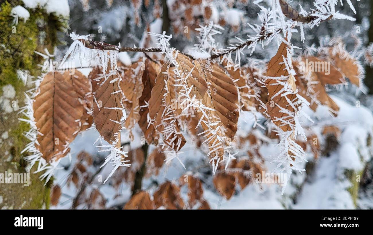 Primo piano di eccezionali foglie di faggio marrone naturale ancora sull'albero, splendidamente ricoperte da delicate punte di ghiaccio invernali. Foto Stock