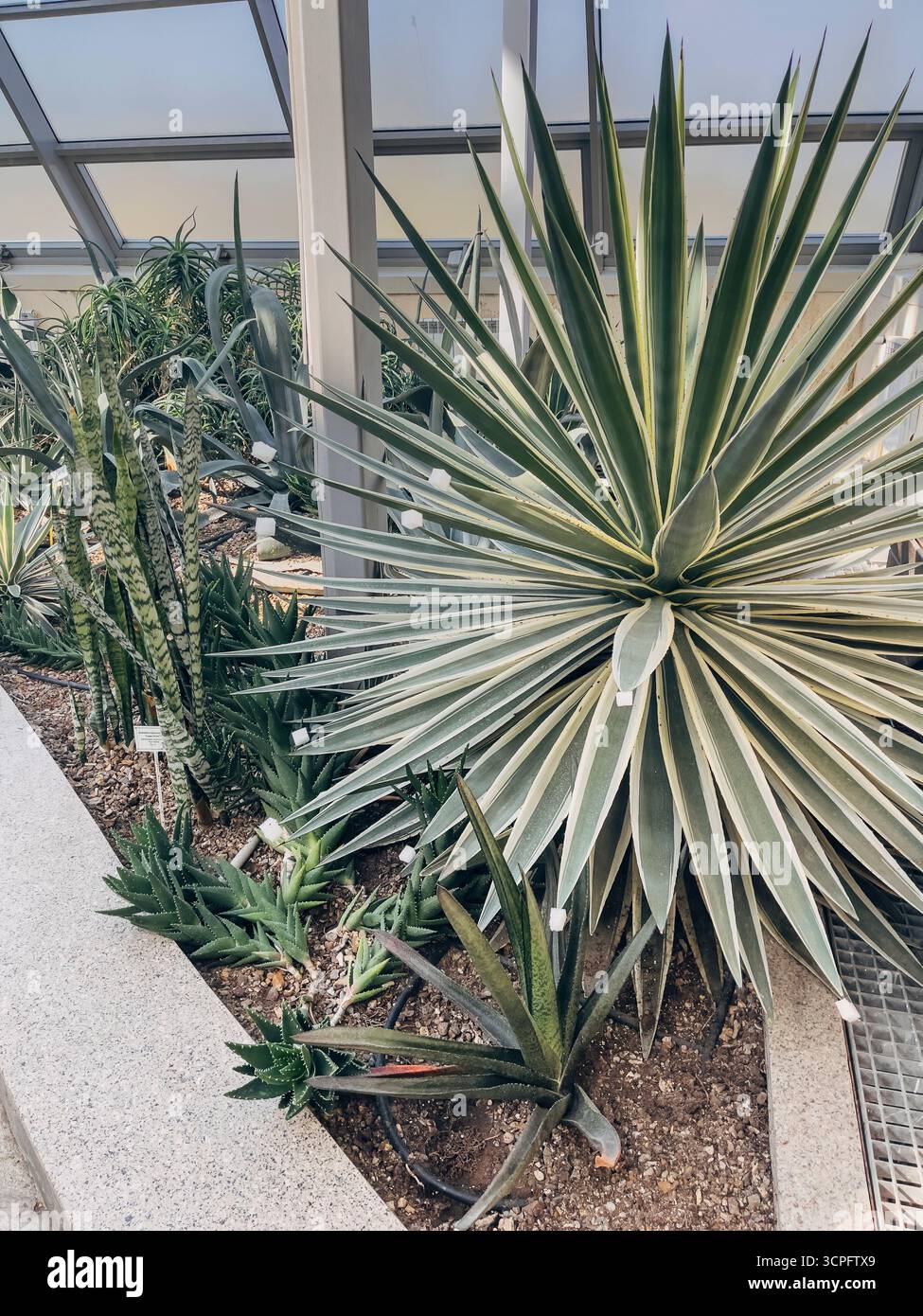 21 settembre 2025, Astana, Repubblica del Kazakistan: Succulente e cactus in un giardino botanico Foto Stock