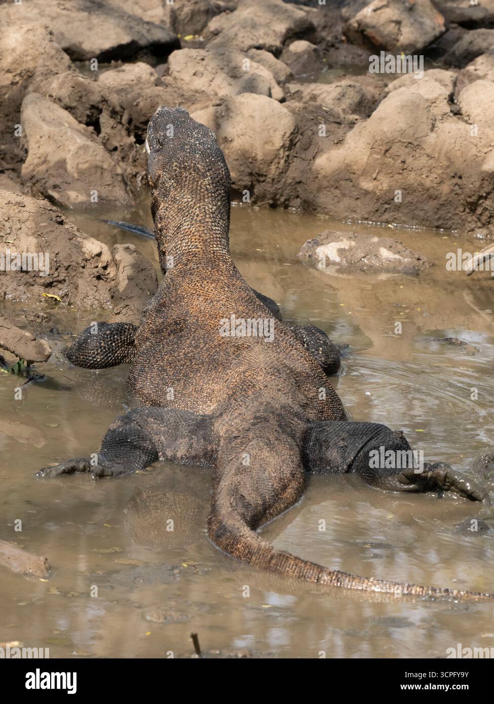 Parco nazionale di Komodo Dragon (Varanus komodoensis), Indonesia Foto Stock