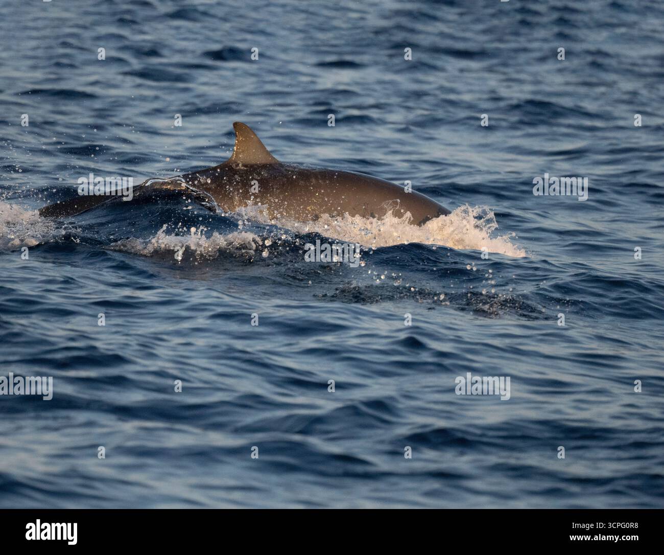 Delfino di Fraser (Lagenodelphis hosei) al largo di Lovina Beach, Bali, Indonesia Foto Stock