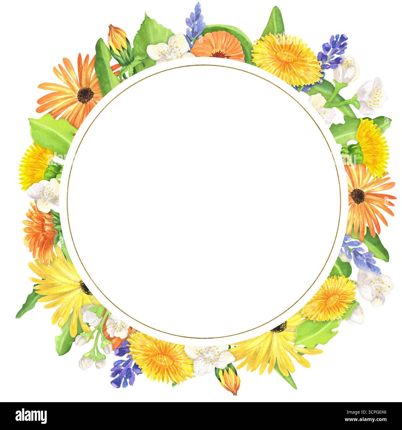 Cornice a forma di fiori circolare con calendula, lavanda, dente di leone e gelsomino. Clipart del giardino di erbe. Decorazioni floreali. Corona di fiori. Acqua disegnata a mano Foto Stock