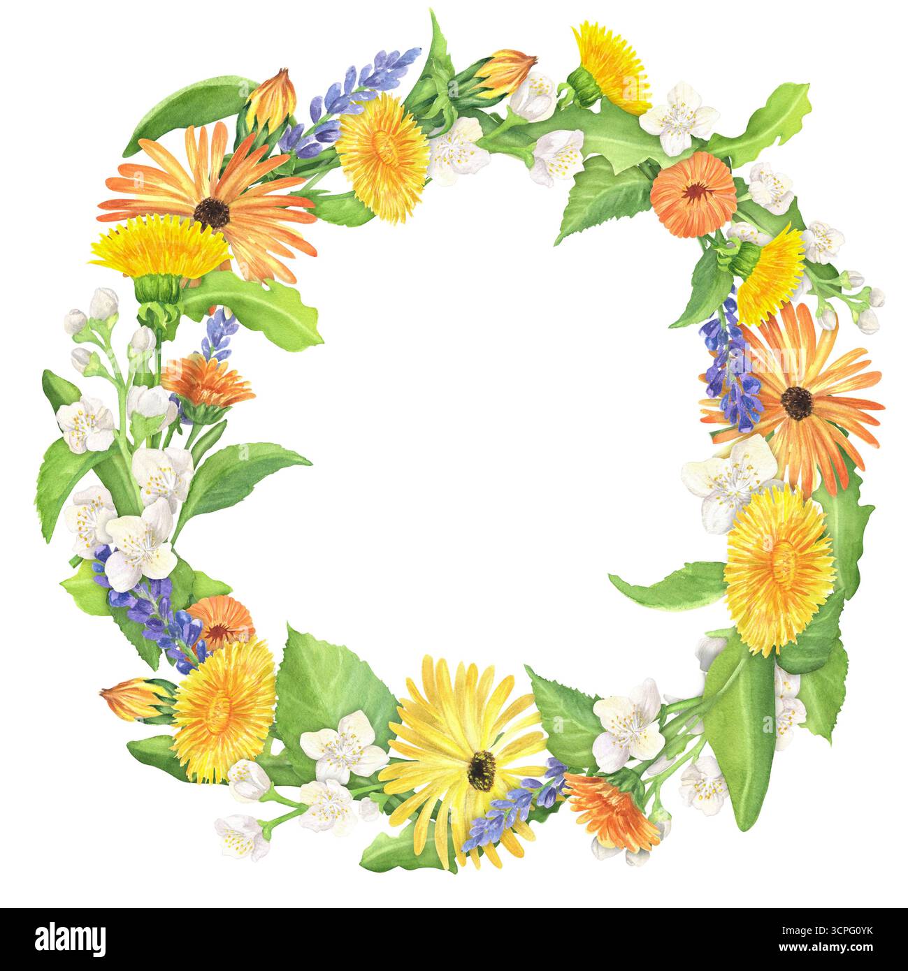 Corona floreale di calendula, lavanda, dente di leone e gelsomino. Clipart del giardino di erbe. Decorazione circolare della cornice floreale. Corona di fiori. Acqua aspirata a mano Foto Stock