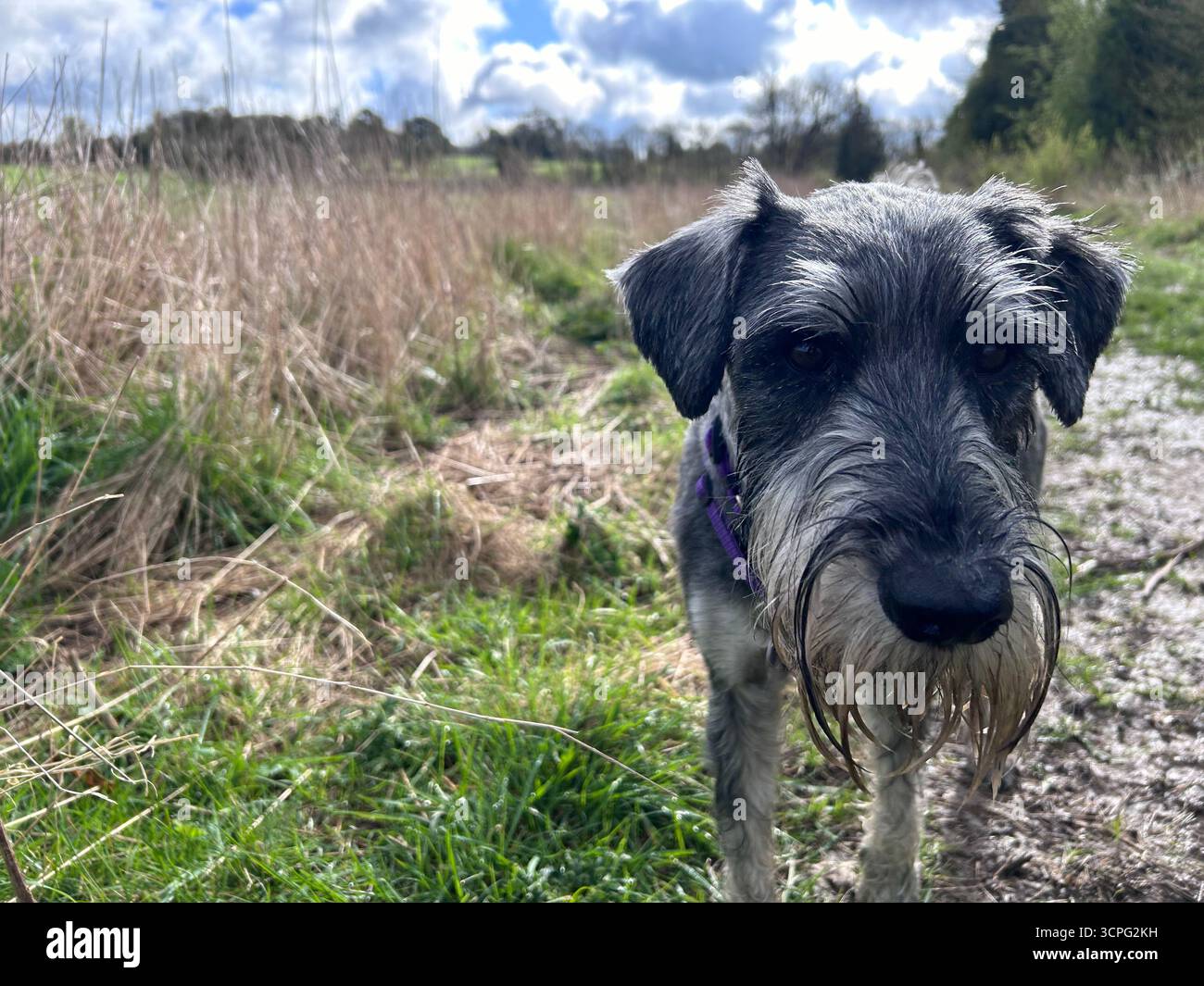 Schnauzer standard a due passi da vicino - Immagine stock catturata con smartphone