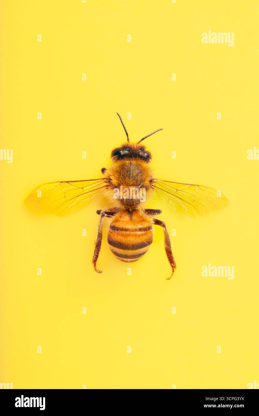 In alto guardando verso il basso sull'ape del miele contro il giallo pallido Foto Stock