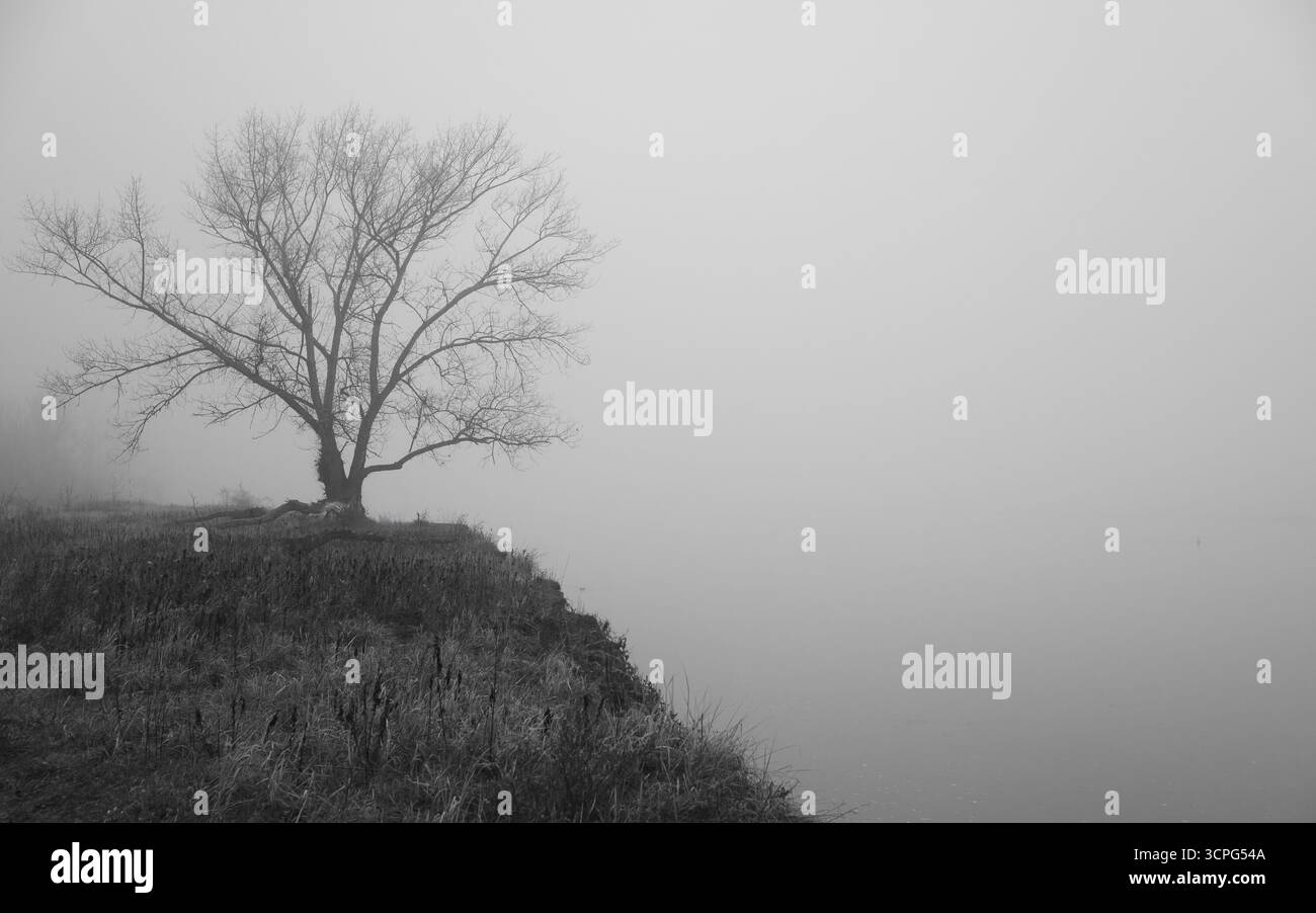 Albero sulla scogliera nebbiosa Foto Stock