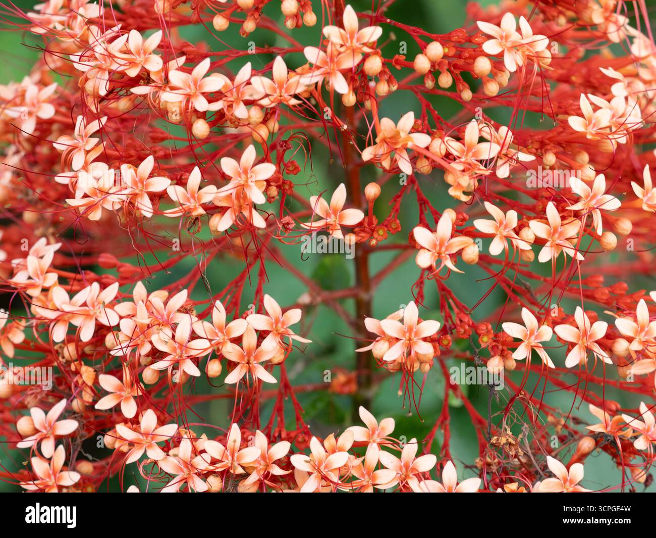 Red Butterfly Bush (Clerodenbrum paniculatum) Foto Stock