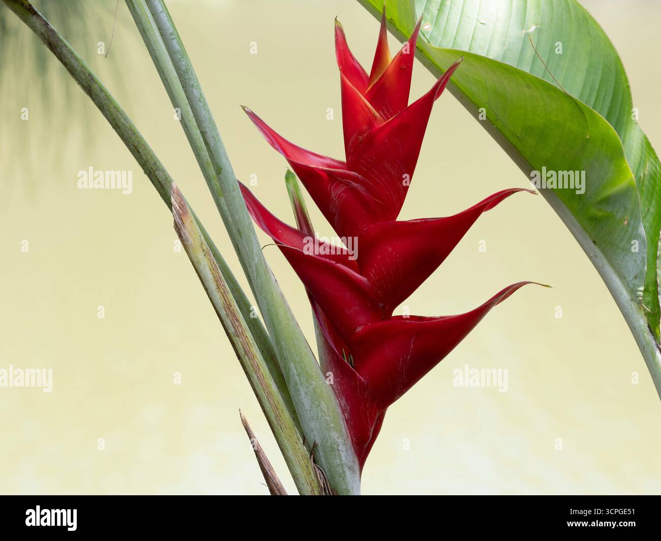 Red Palulu Flower (Heliconia bihai) Lotus Lagoon, Candidasa, Bali Indonesia Foto Stock