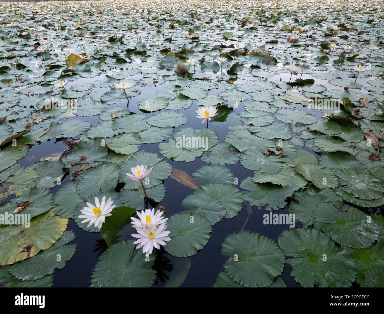 Giglio d'acqua Fiori sullo stagno (Nymphaea selvatica sp) Laguna di Loto, Candidasa, Bali Indonesia Foto Stock