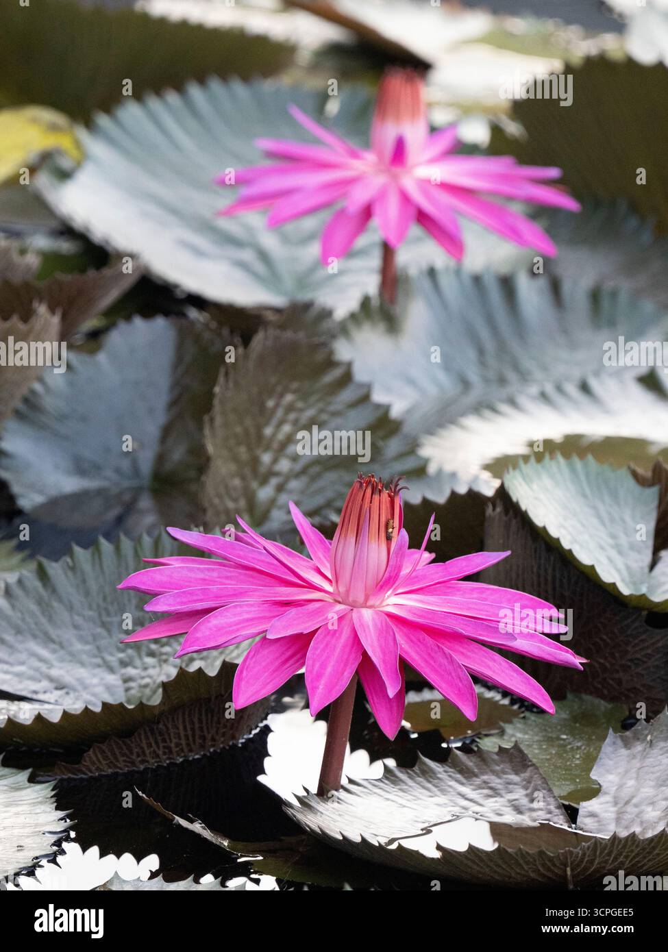 Giglio d'acqua Fiori sullo stagno (Nymphaea selvatica sp) Laguna di Loto, Candidasa, Bali Indonesia Foto Stock