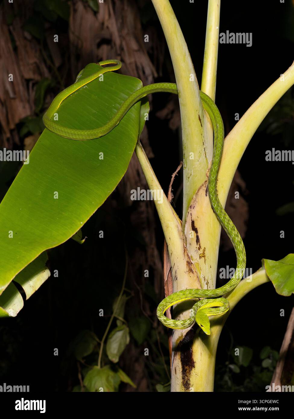 Green Vine Snake (Ahaetulla prasina) Bali, Indonesia Foto Stock