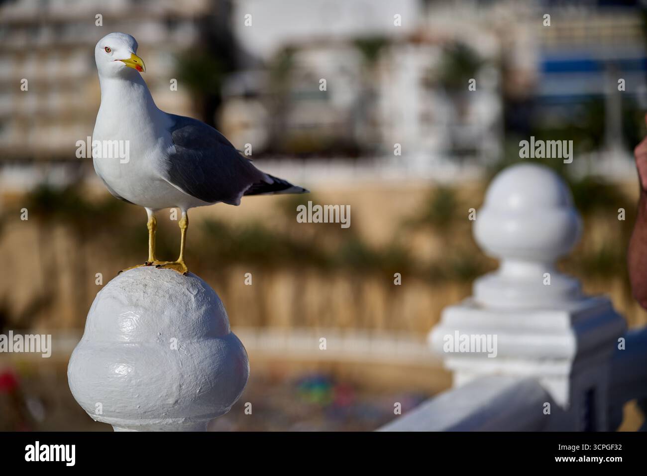Balaustra in pietra bianca arroccata sul gabbiano architettura mediterranea uccelli costieri fauna selvatica Benidorm Spagna turismo Foto Stock