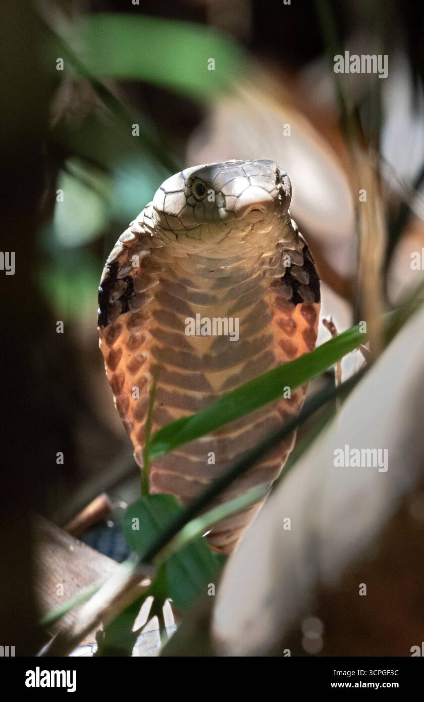Re Cobra serpente (Ophiophagus Hannah) emale su nido allevato, Bali, Indonesia Foto Stock