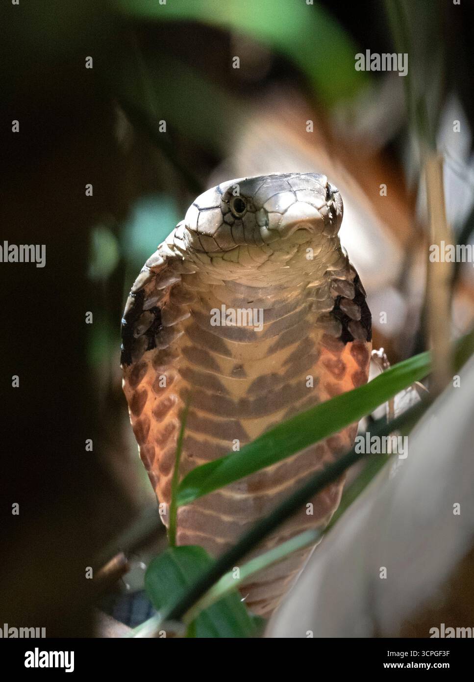 Re Cobra serpente (Ophiophagus Hannah) emale su nido allevato, Bali, Indonesia Foto Stock