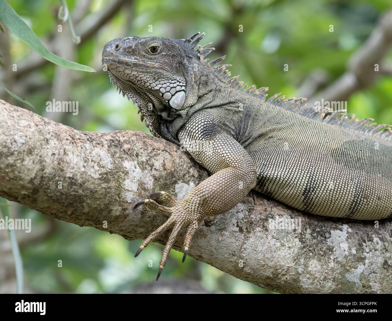 Green Iguana (Iguana iguana) Bali Reptile Park, Indonesia, prigioniero Foto Stock