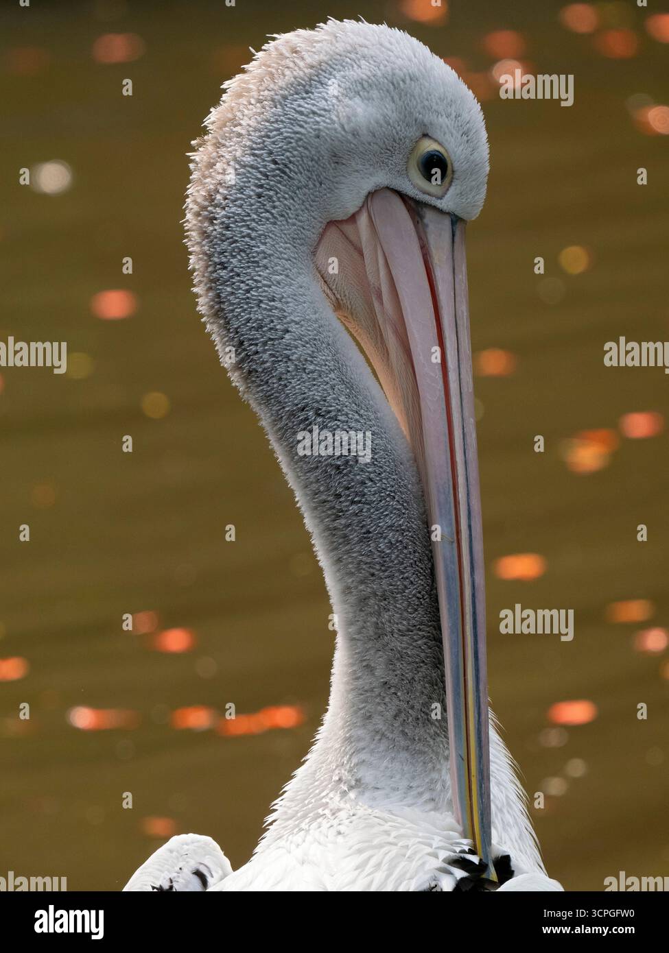 Parco ornitologico australiano Pelecanus conspicillatus Bali, Indonesia, in cattività Foto Stock