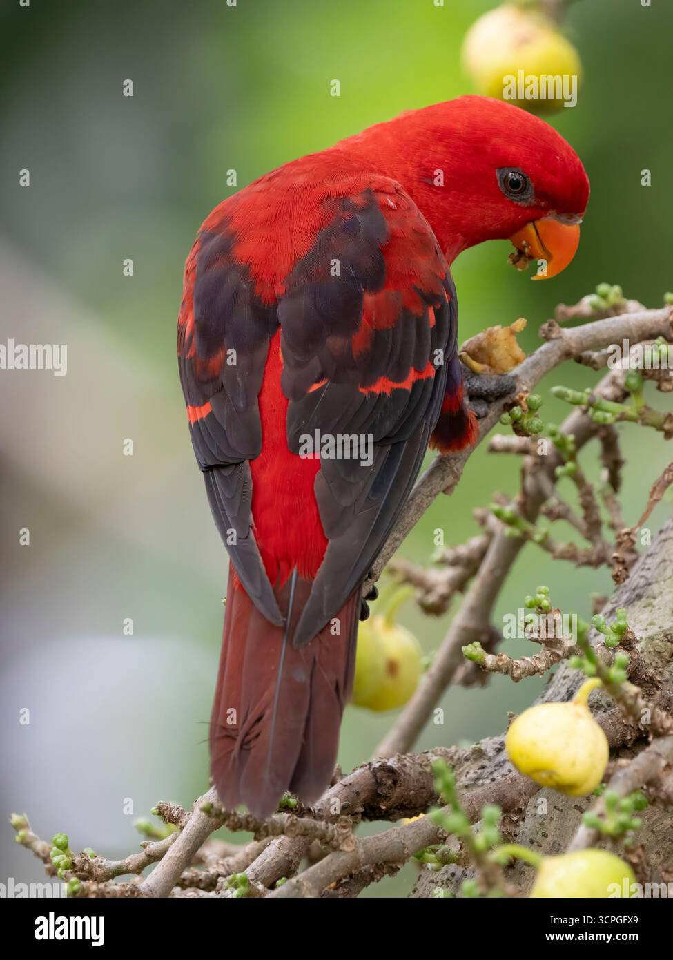 Red Lory (EOS bornea) Bali Bird Park, Indonesia, prigioniero Foto Stock
