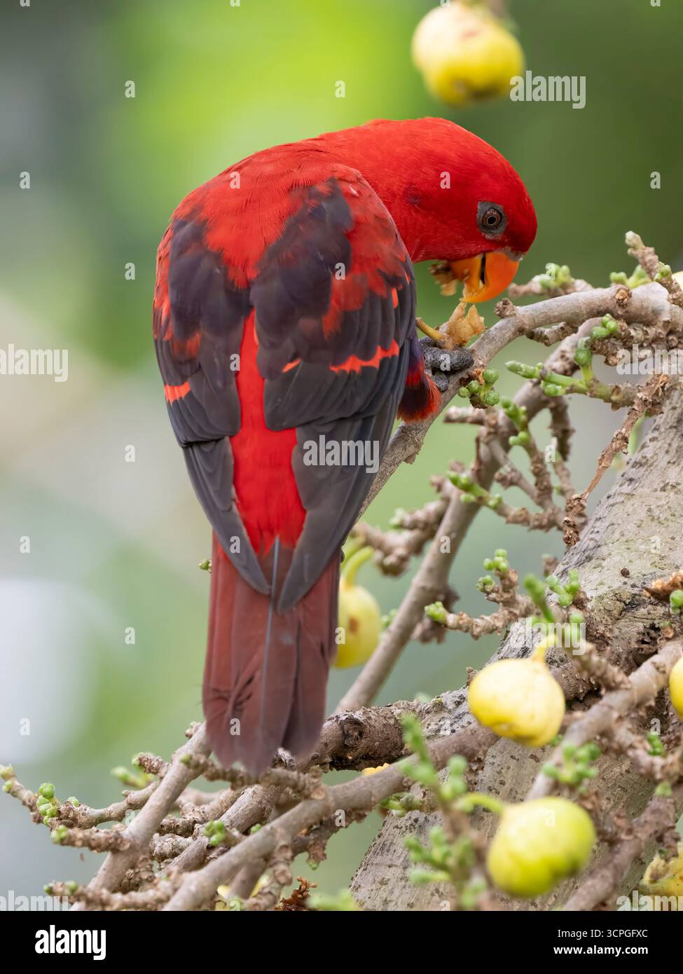 Red Lory (EOS bornea) Bali Bird Park, Indonesia, prigioniero Foto Stock