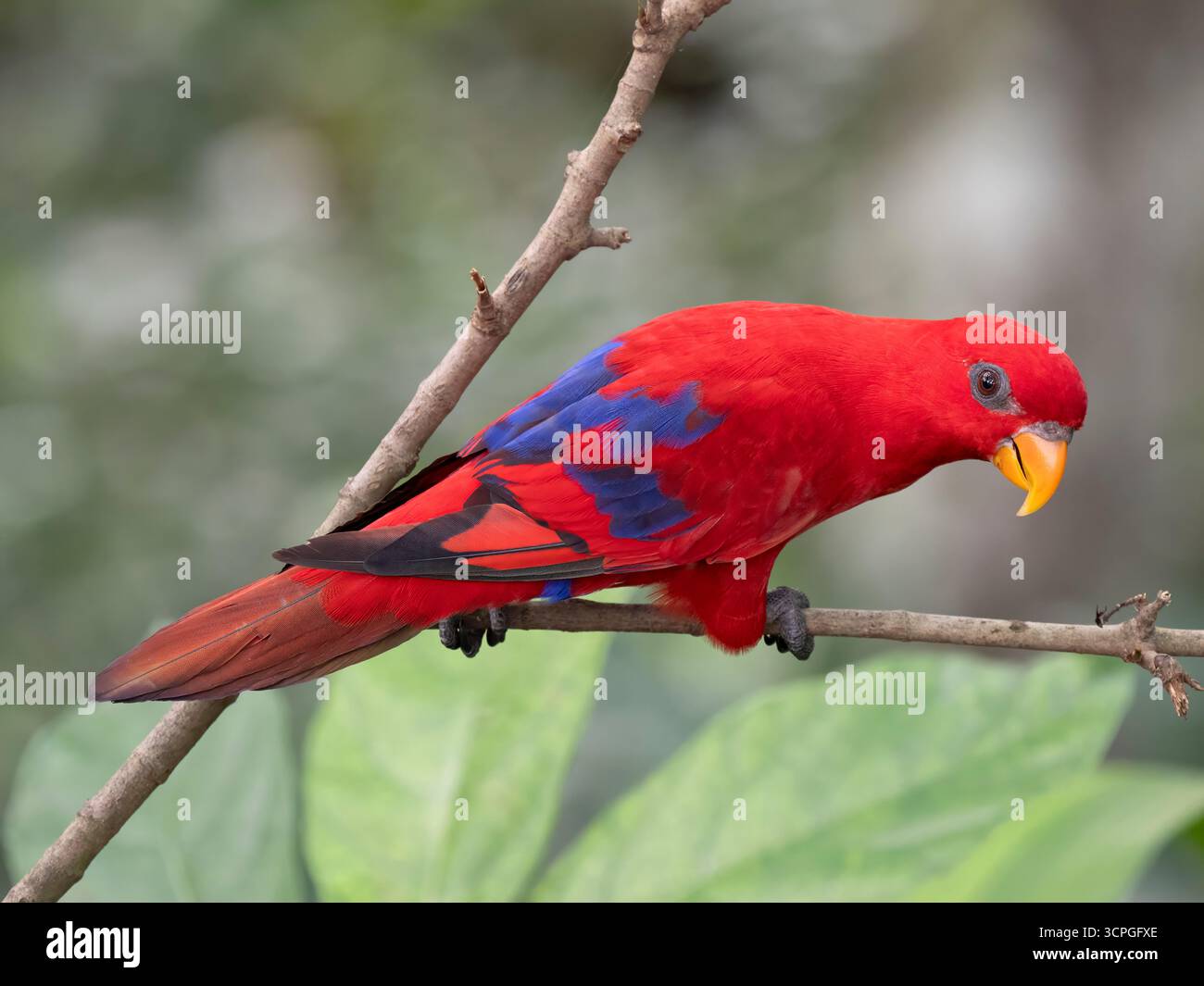 Red Lory (EOS bornea) Bali Bird Park, Indonesia, prigioniero Foto Stock
