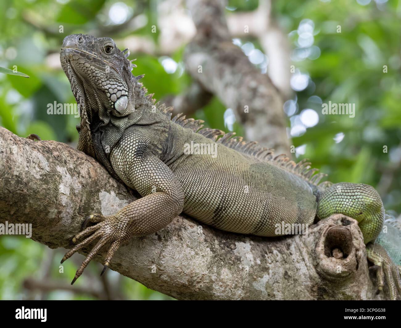 Green Iguana (Iguana iguana) Bali Reptile Park, Indonesia, prigioniero Foto Stock