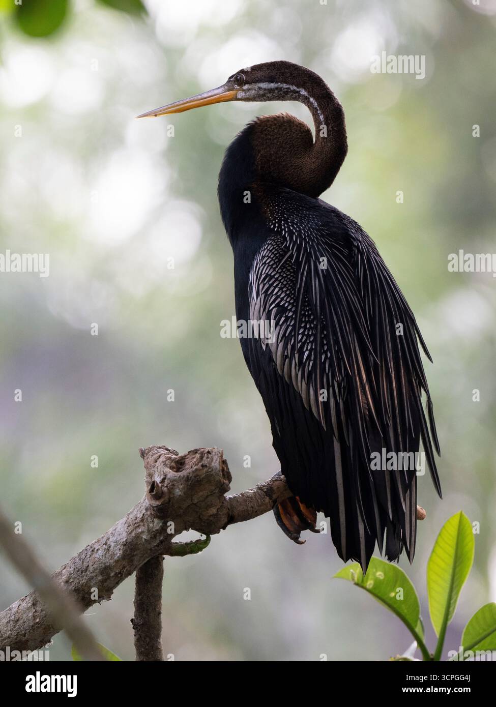 Anhinga (Anhinga anhinga) arroccato sul ramo, Bali Bird Park, Indonesia, prigioniero Foto Stock