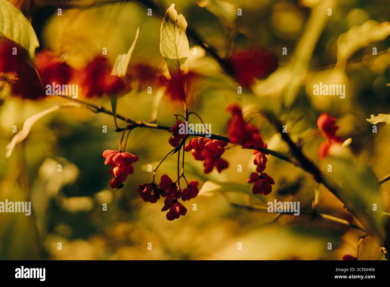 Ramificare con piccoli frutti rossi su sfondo dorato. Foto di alta qualità Foto Stock