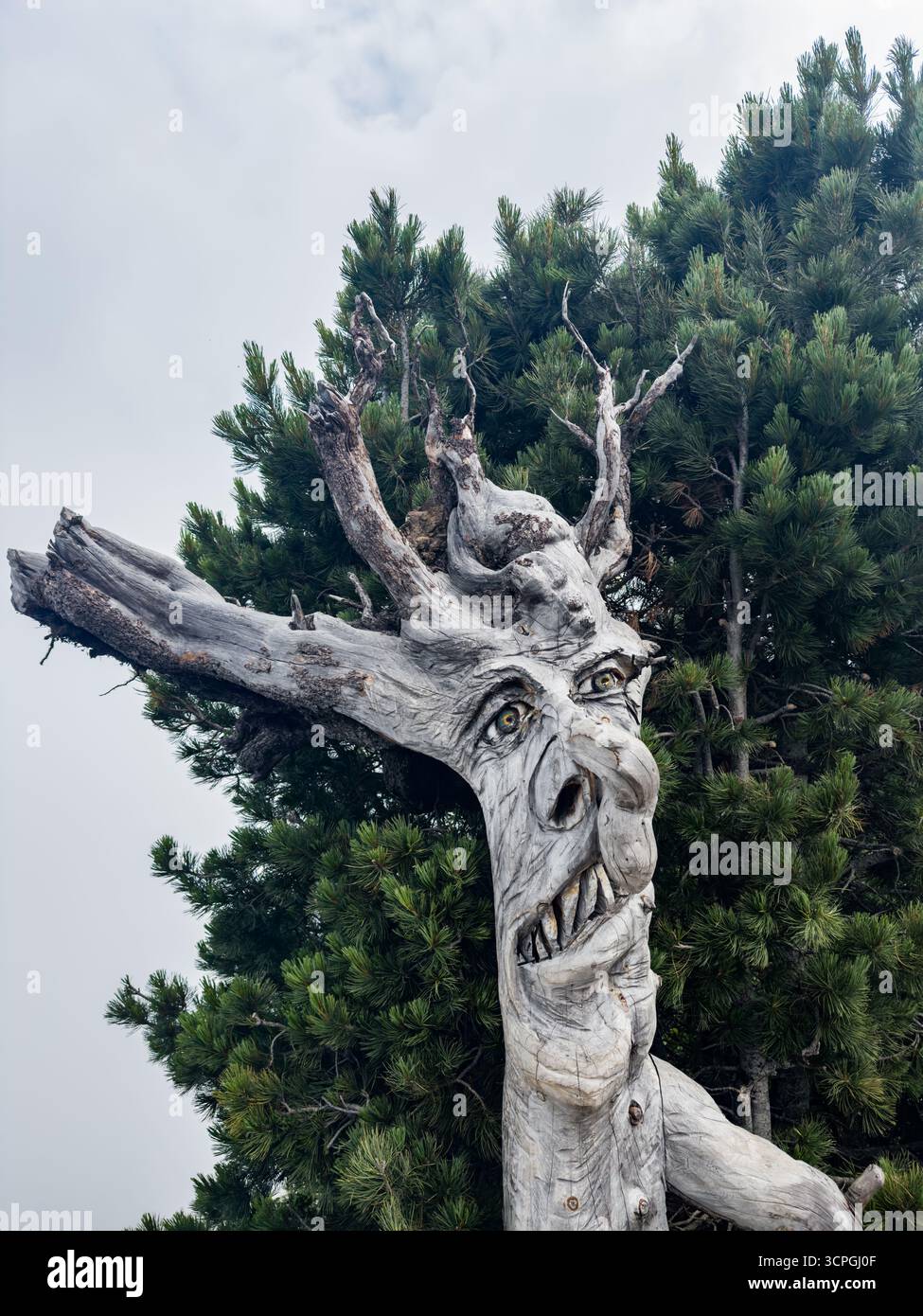 Una faccia da strega scolpita in un ceppo d'albero sul Puflatsch, Alpe di Siusi nelle Dolomiti, alto Adige, Italia. Foto Stock
