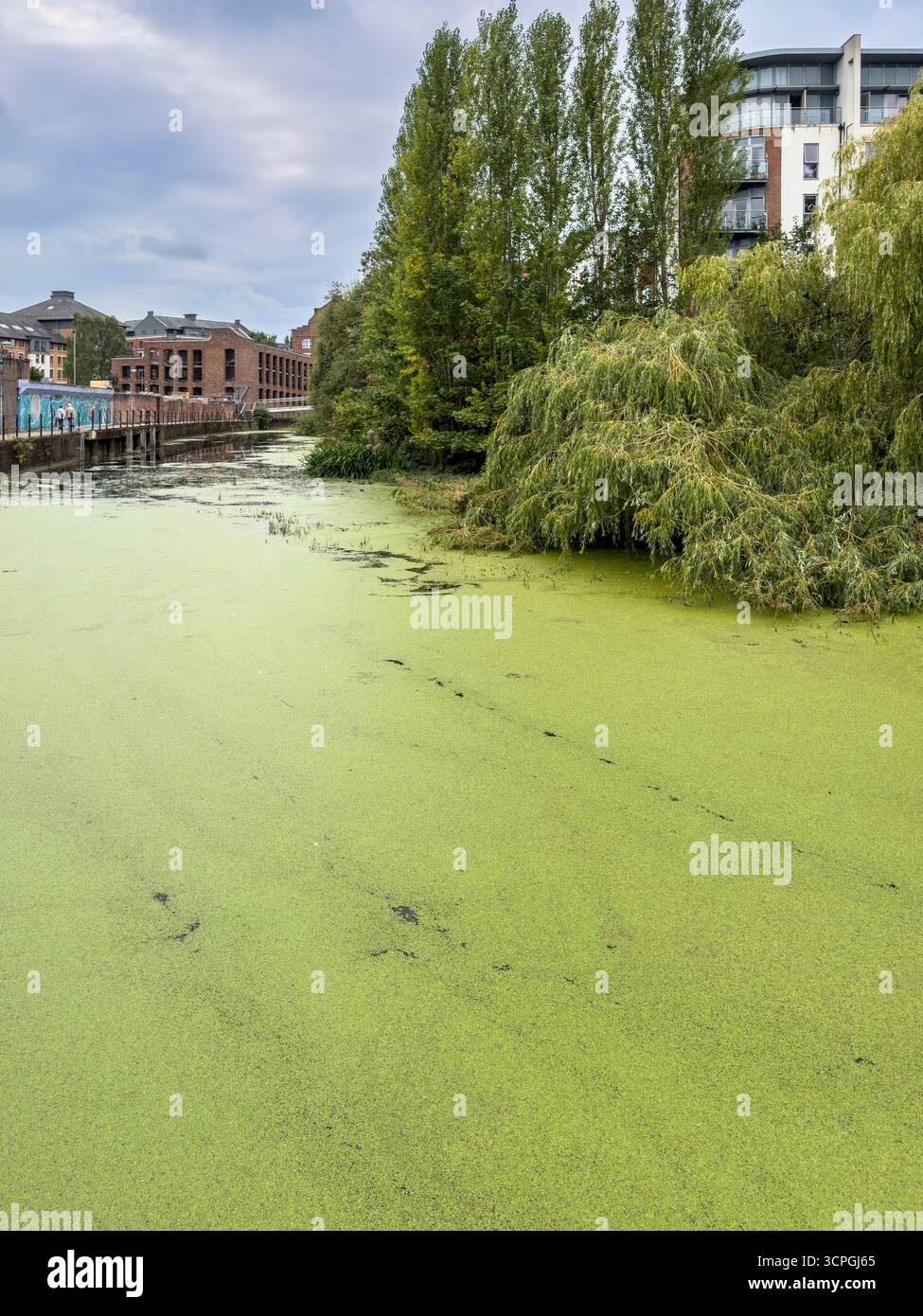 Erba anatra che copre la superficie del fiume Foss a York, in Inghilterra, con edifici urbani e salici che fiancheggiano la riva del fiume. Foto Stock