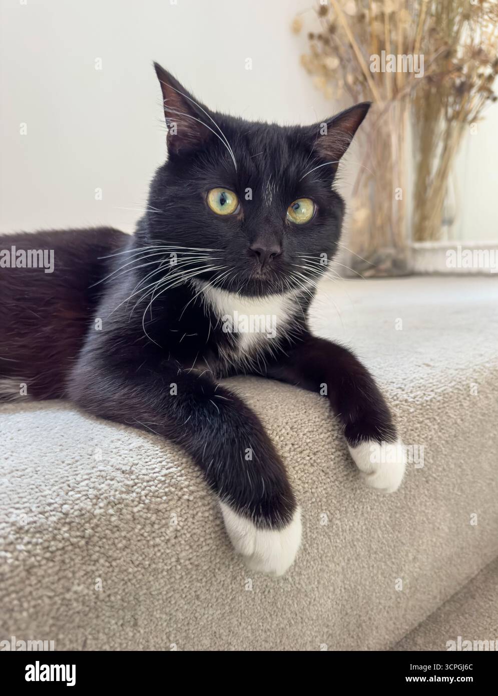 Il gatto Tuxedo con gli occhi incrociati sdraiato su scale tappezzate, sembra vigile con le zampe anteriori appese sul gradino. Foto Stock