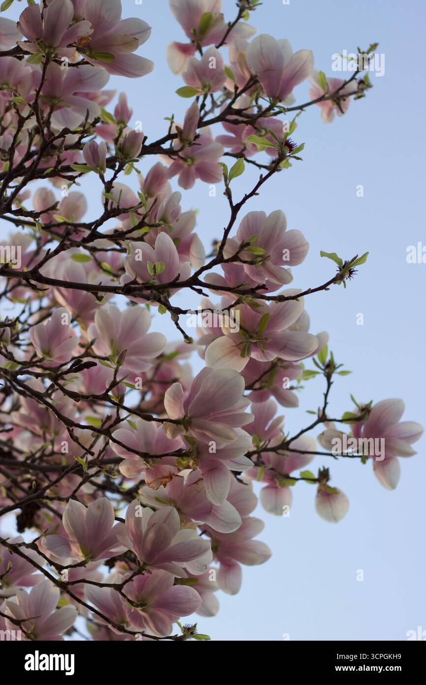 la magnolia rosa fiorisce in piena luce del giorno. Foto di alta qualità Foto Stock