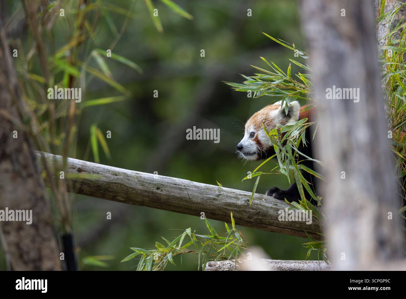 Panda rossa (Ailurus fulgens) - animale in cattività Foto Stock