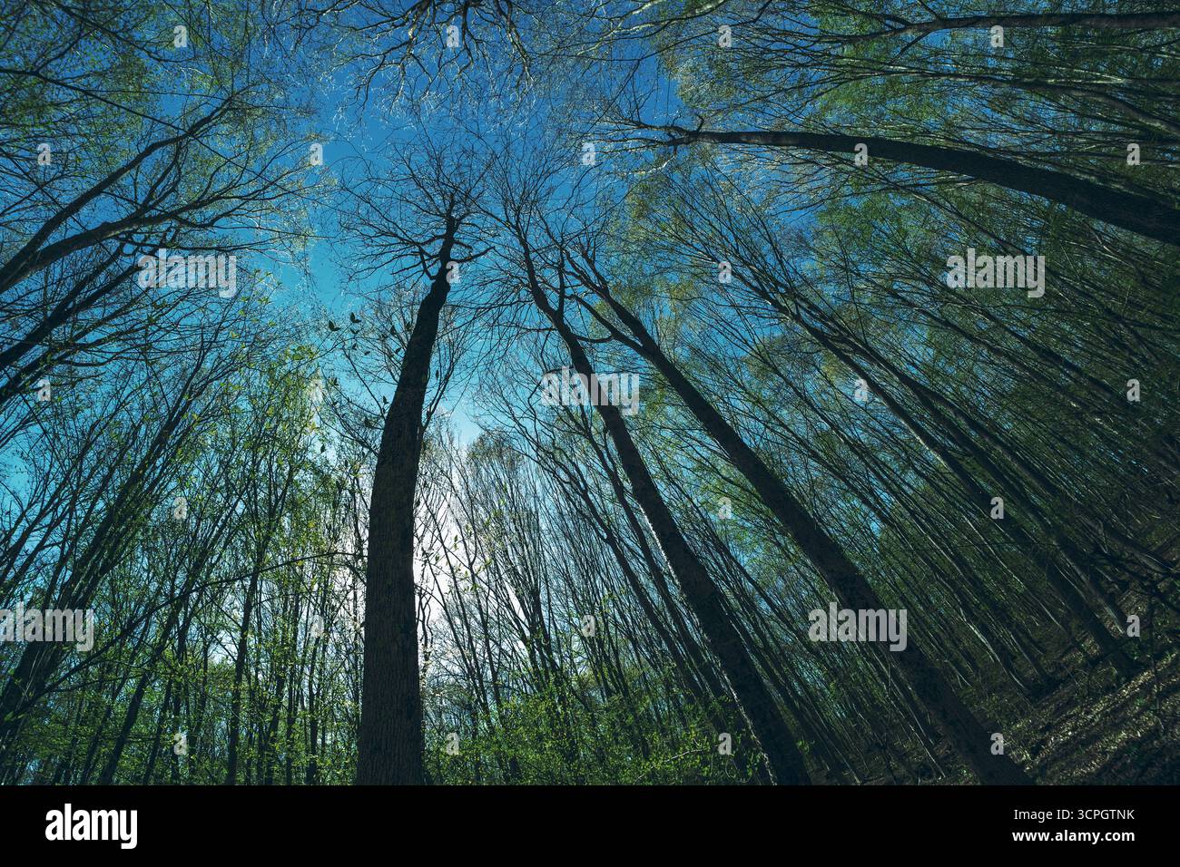 Una vista grandangolare del cielo attraverso la foresta. Paesaggio di alberi raccapriccianti. Una vista del cielo attraverso gli alberi fitti. Foto Stock