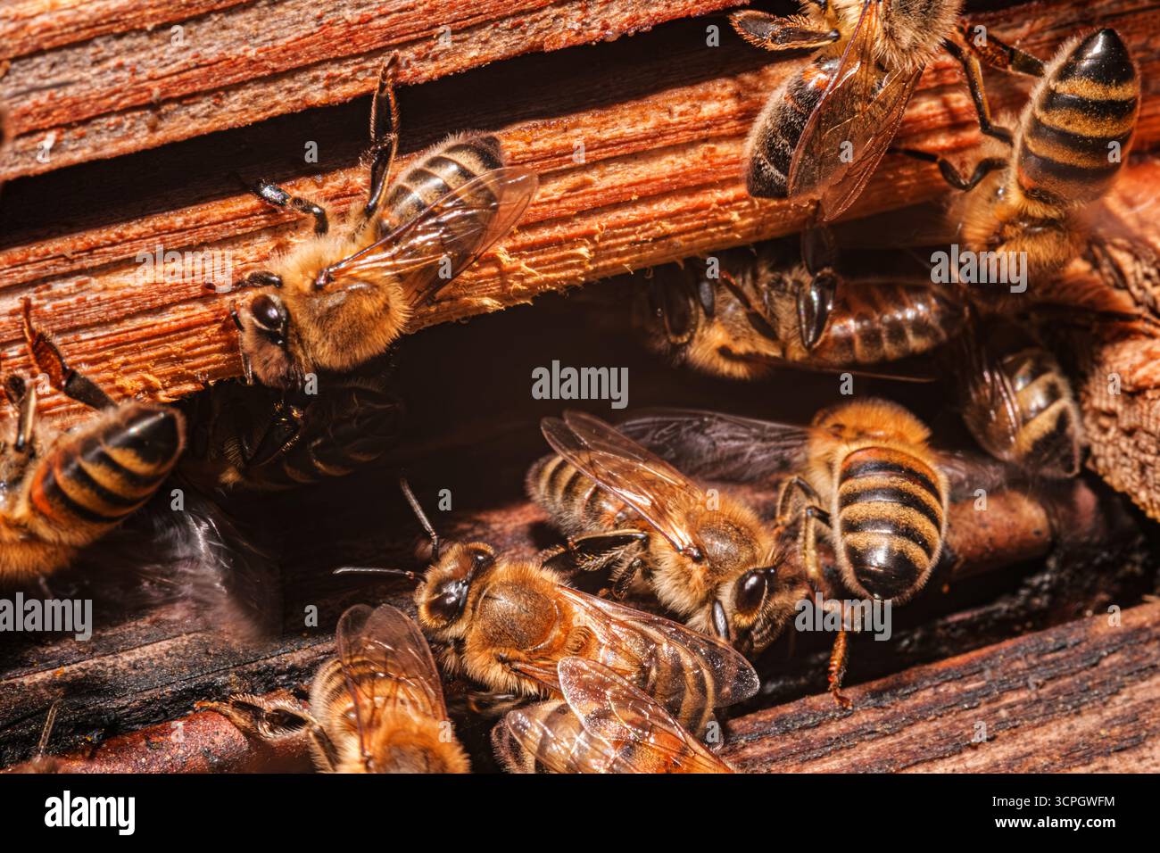 Api al lavoro. Uno shot ravvicinato di api mellifere occupate intorno all'alveare, sottolineando l'intricata struttura e il lavoro di squadra di questi impollinatori essenziali. Foto Stock