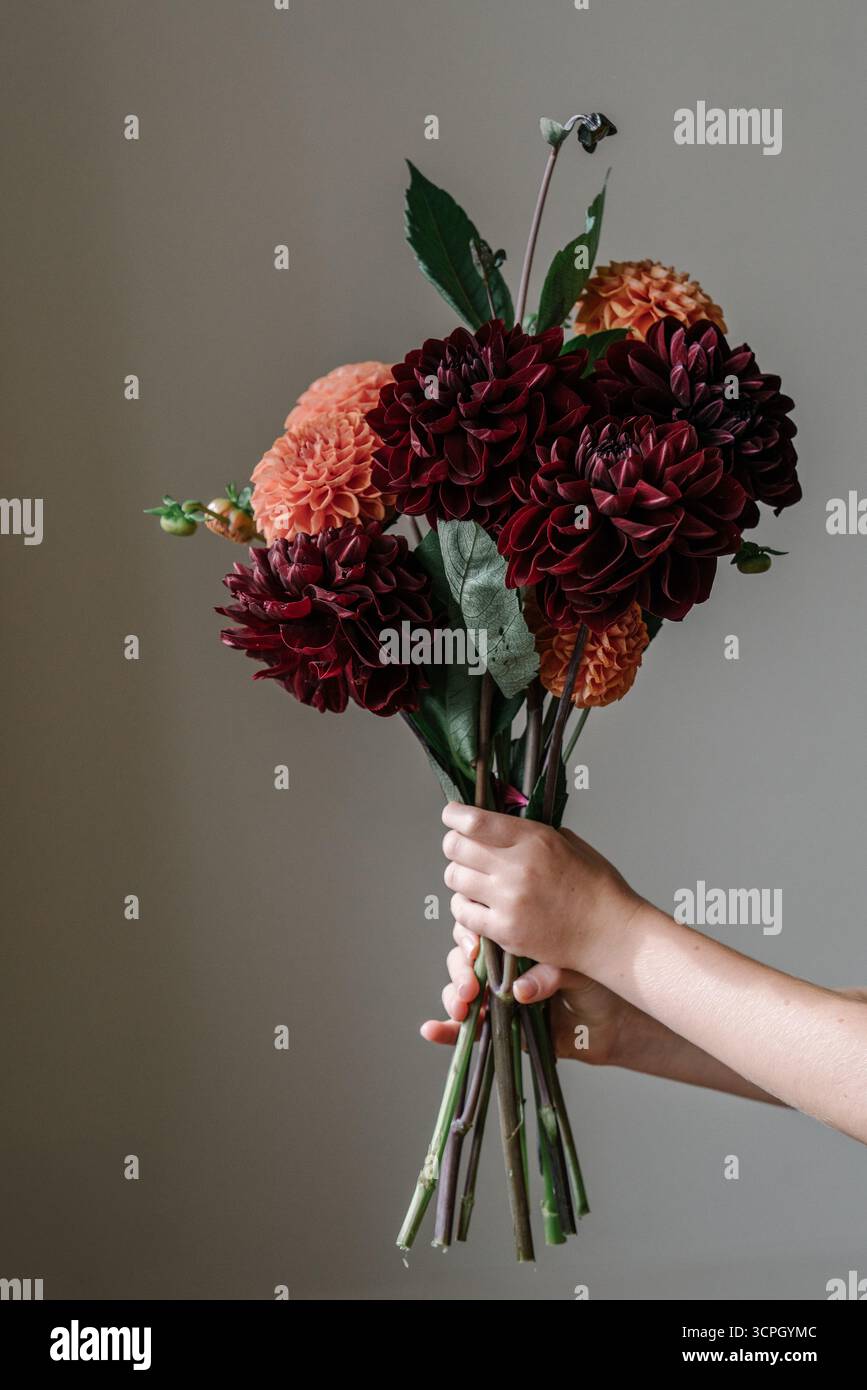 Primo piano di mani che reggono un mazzo di dahlias, rosa e arancio di Bordeaux e Ascisti. Sfondo beige, estetica minimalista, atmosfera autunnale Foto Stock