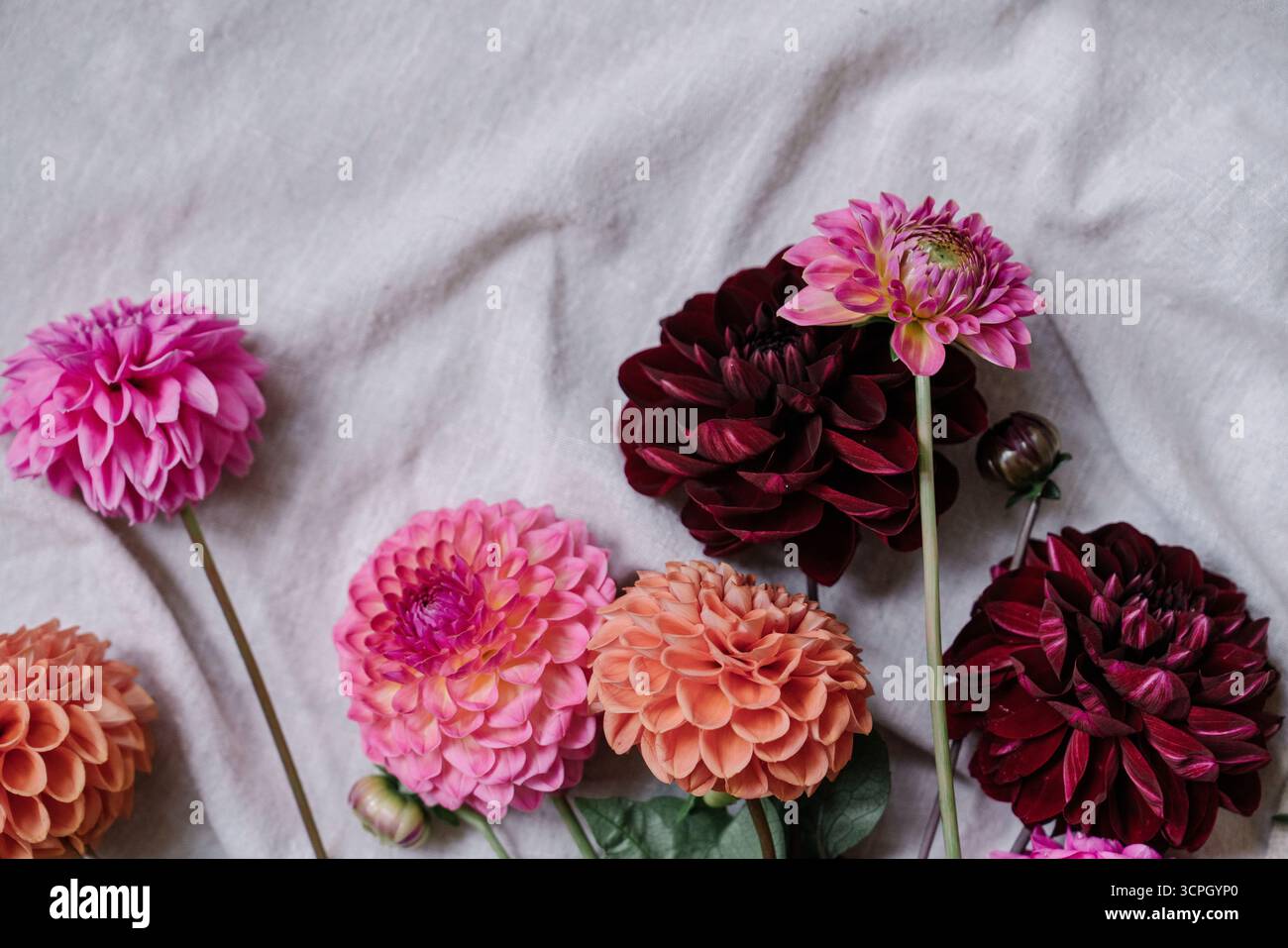 Bouquet di dalie Bordeaux, rosa e arancione adagiate su tessuto di lino su pavimento in legno, vista dall'alto. Estetica autunnale, orizzontale, spazio di copia Foto Stock