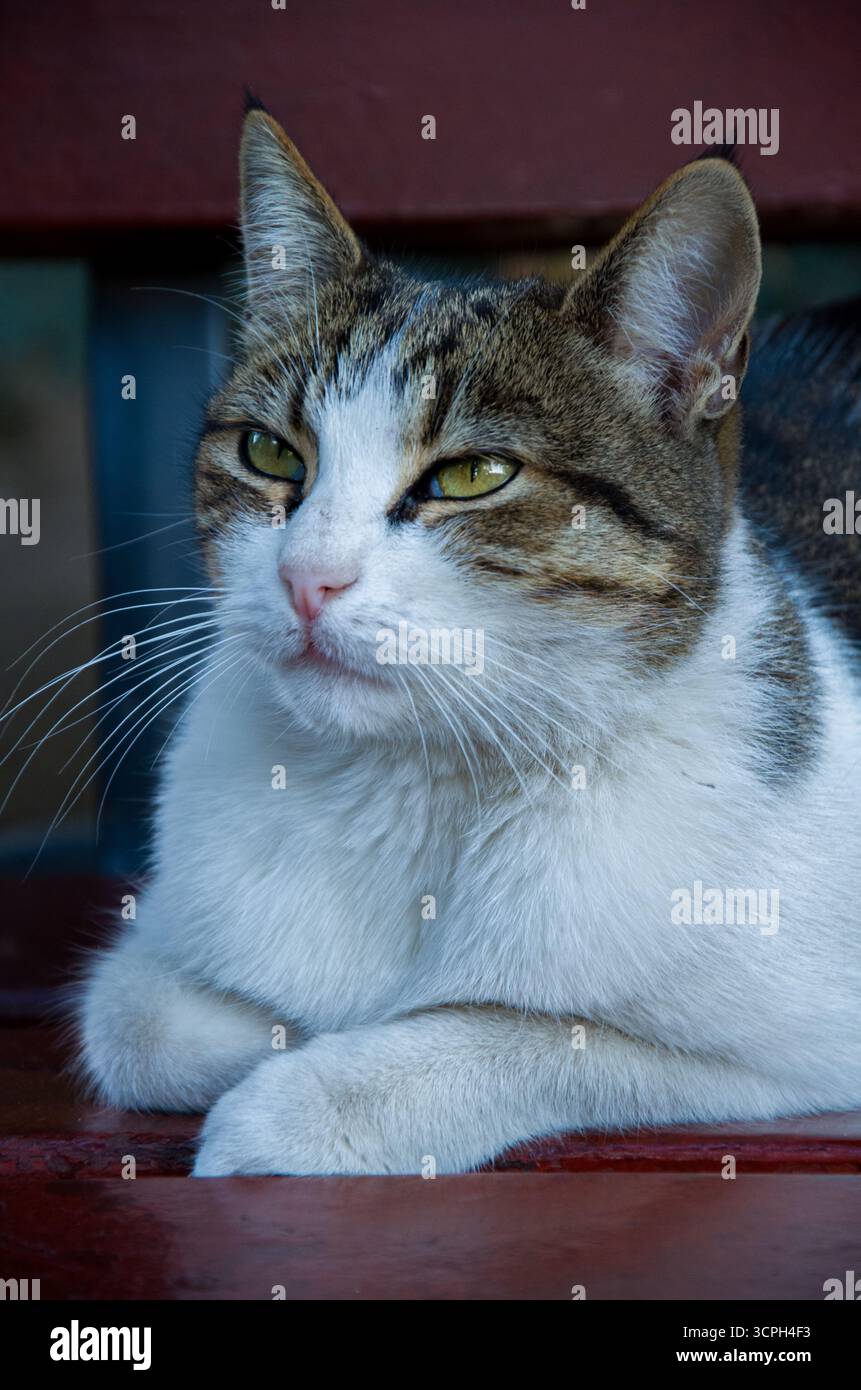 Gatto soriano arancione che sbadiglia sul piano del tavolo di legno