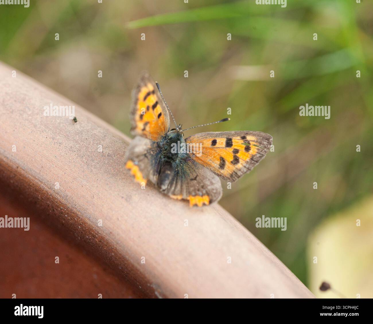 Lycaena Phlaeas il piccolo rame Foto Stock