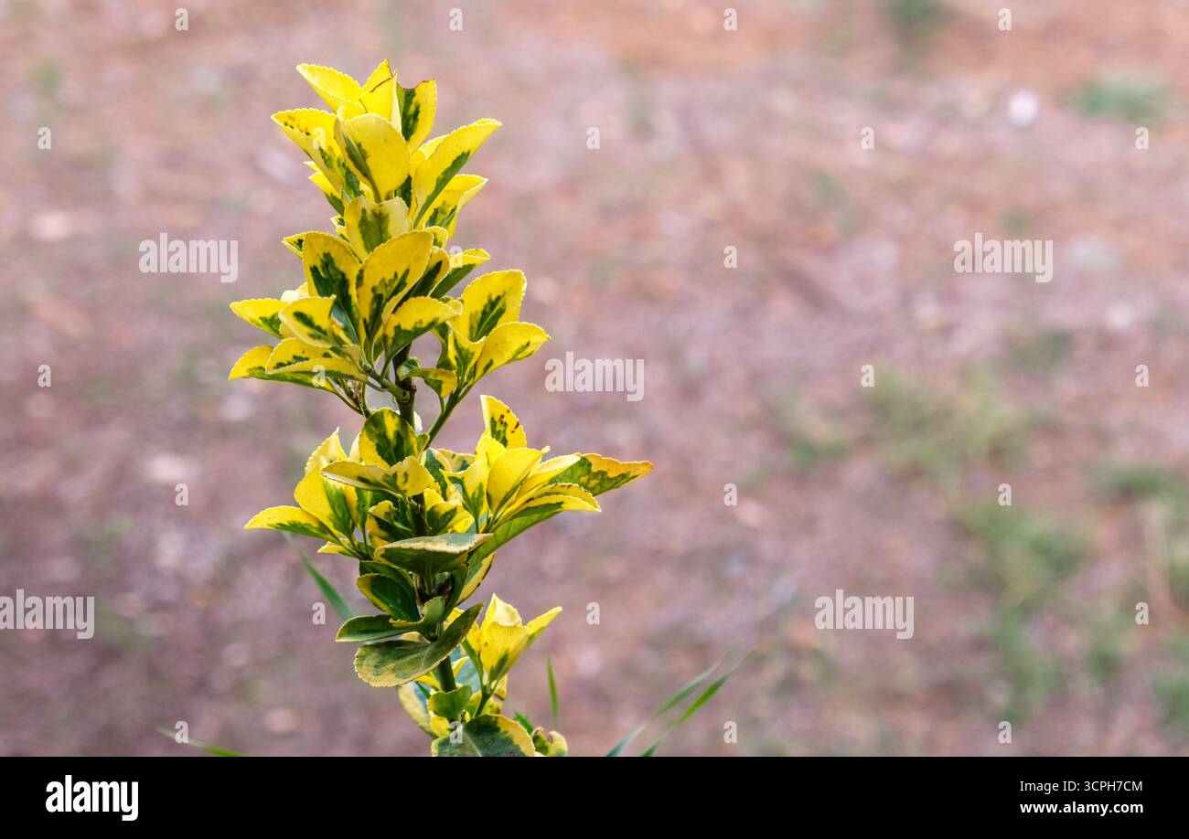Dettaglio di una pianta con foglie verdi e gialle su sfondo sfocato. Immagine minima che raffigura la bellezza della natura. Foto Stock